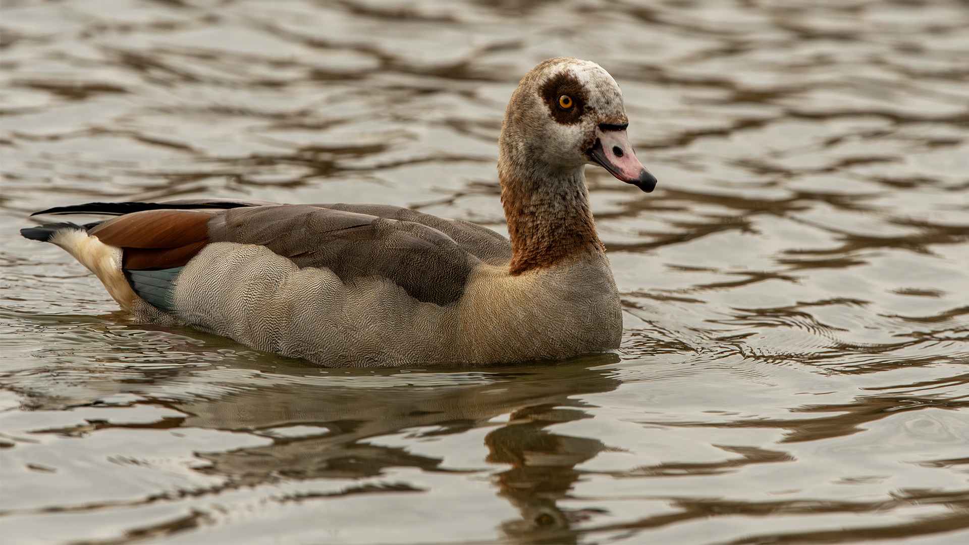 Egyptian Goose